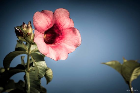 flor foto jefferson allan by