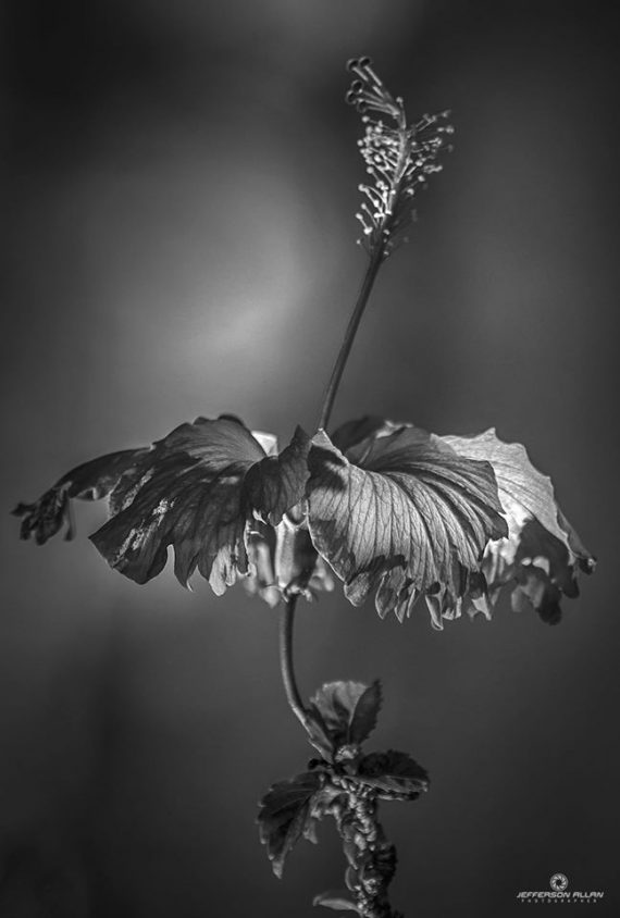 flor pb