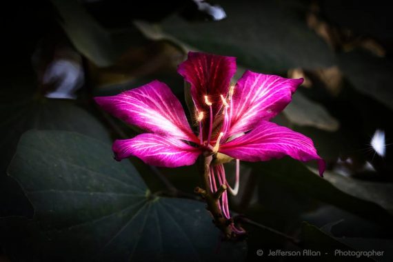 flor